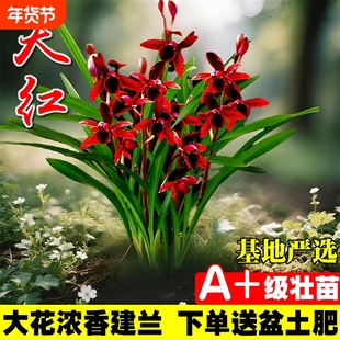 名贵建兰四季兰花苗夏带花室内好养花卉盆栽绿植开花客厅品种阳台