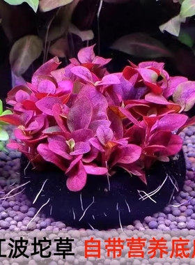 红波坨草自带营养底座鱼缸造景躲避水草绿波红色阴性新手淡水草
