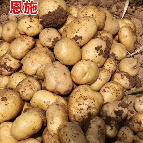 小土豆老品种黄心洋芋