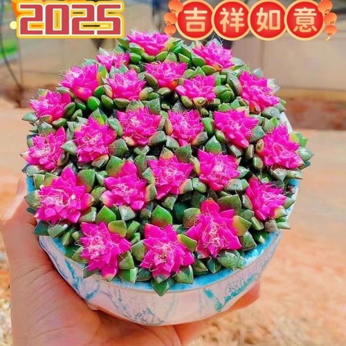 吹雪多肉多肉植物吹雪之松锦绿植花卉招财卡日松锦办公室桌面盆栽