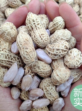 龙岩花生蒜香五香香酥原味盐水白晒咸干水煮花生米带壳炒货熟零食