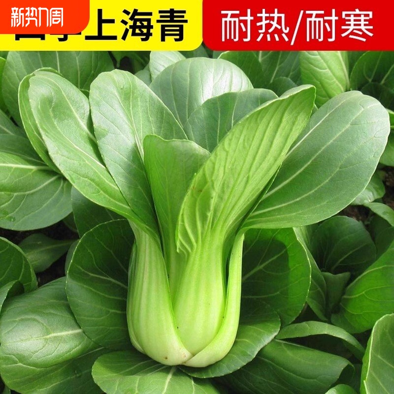 上海青农家小油菜籽青梗菜四季小白菜种子上蔬菜小青菜籽盆栽阳台