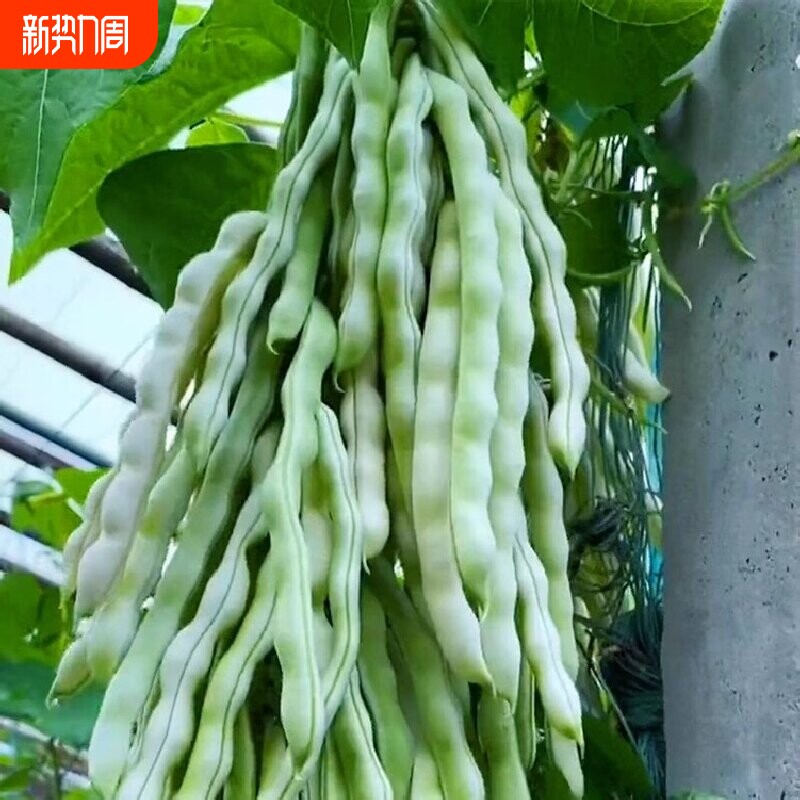 摘不败精品架豆王种子无筋四季豆种子高产早熟四季豆角种籽子