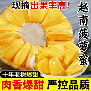 进口越南菠萝蜜7斤起脆甜金黄果肉新鲜时令水果整果多规格发货