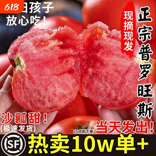 陕西泾阳普罗旺斯沙瓤西红柿新鲜自然熟当季孕妇水果生吃番茄蔬菜