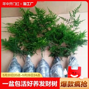 文竹买一盆送包活好养发财树绿萝室内绿植花卉盆栽阳台