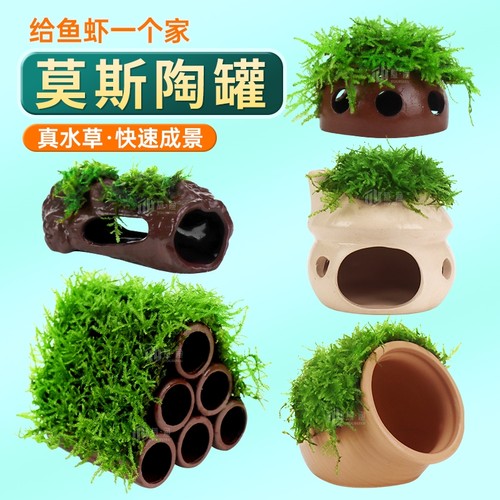 莫斯陶罐水草鱼缸造景真植物躲避罐虾屋小摆件繁殖躲避屋底部水质