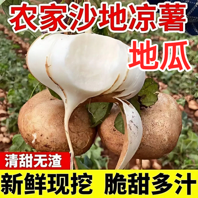 凉薯新鲜现挖白地瓜湖北农家土特产豆薯番薯沙葛地萝卜产地直销香