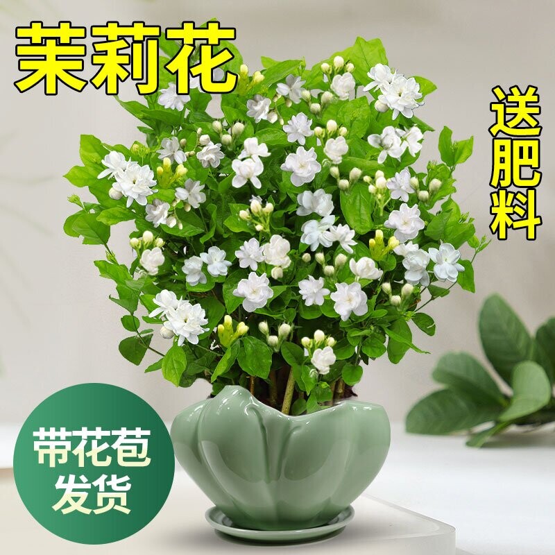 茉莉花苗盆栽带花苞九里香老桩驱蚊水培栀子花卉绿植物室内外好养