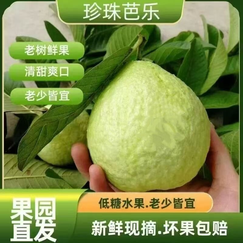 当季正宗珍珠白心芭乐脆甜芭乐新鲜番石榴包邮直发水果现摘现发