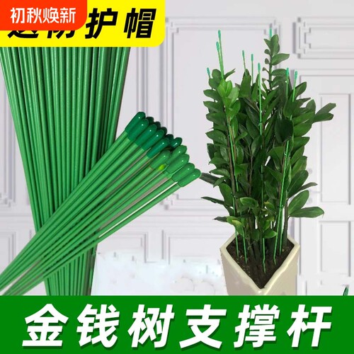 金钱树支撑杆防倒伏捆绑杆