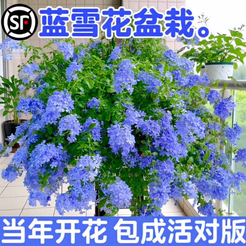 蓝雪花盆栽花卉大苗绿植阳台长好养的鲜花带花庭院花期开花棒棒糖
