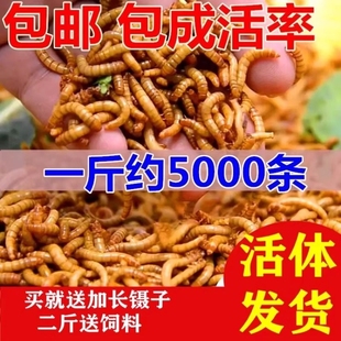面包虫活虫鲜活大麦黄粉玉米虫子角蛙粮守宫蜥蜴螳螂壁虎蜘蛛食物
