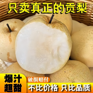 正宗山西贡梨现摘新鲜水果梨子整箱产地直发糖梨包邮冰糖蜜梨脆甜