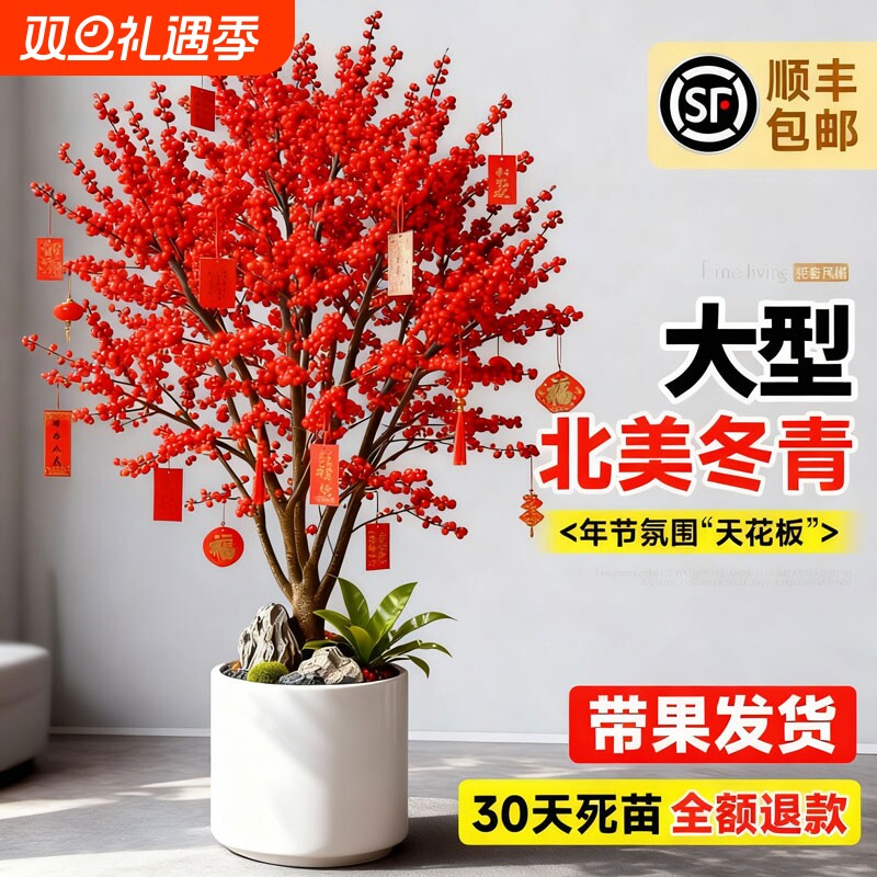 大型老桩北美冬青盆栽红色花卉客厅室内装饰真花植物带果发货冬季