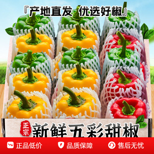 新鲜水果彩椒生吃七彩辣椒灯笼甜椒寿光蔬菜青小米圆辣椒蔬菜包邮