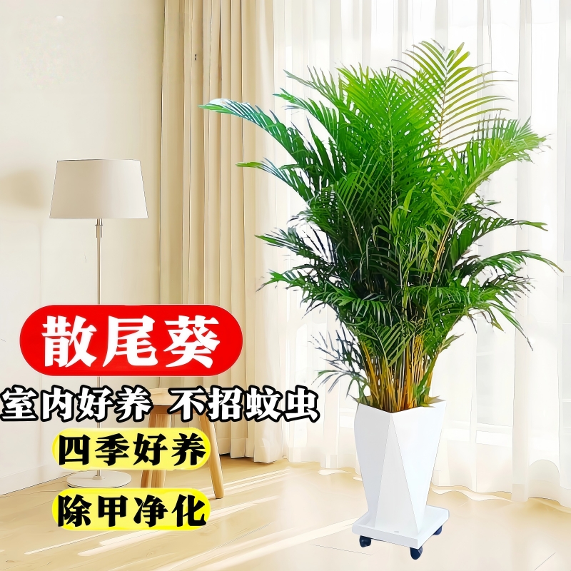 散尾葵植物盆栽大型绿植庭院四季