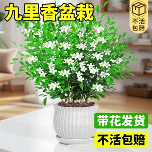 九里香盆栽老桩树桩带花苞绿植室内外阳台浓香型植物四季好养盆景