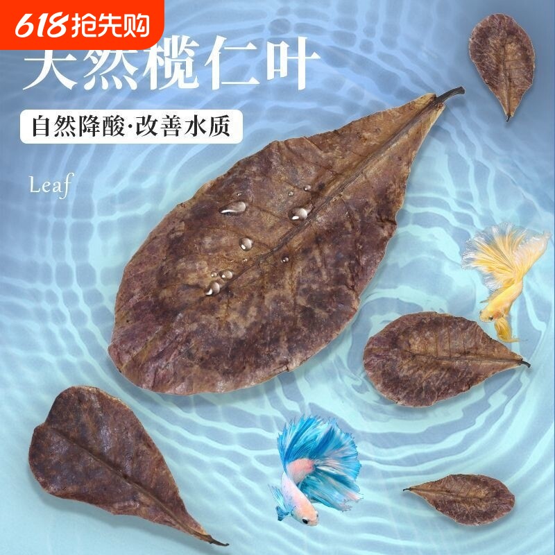 鱼缸榄仁叶乌龟橄榄叶水族斗鱼懒人叶降酸调节水质Ph值养龟龙眼叶