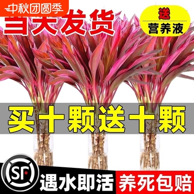 绿萝紫竹富贵竹水培植物带根水养客厅招财竹子室内绿植发财竹好养
