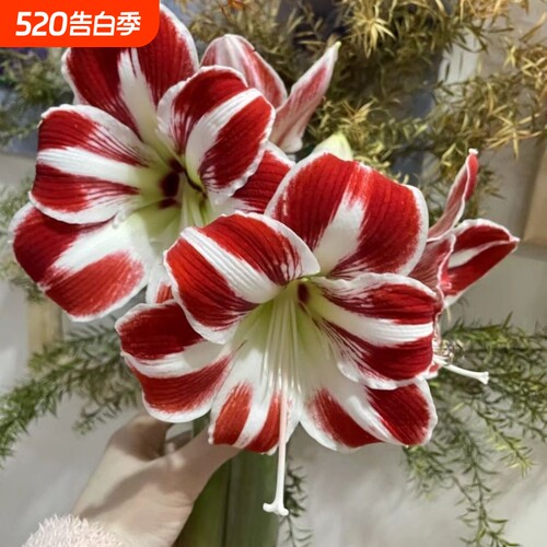 正品特大花开美丽朱顶红四季开花自然开花客厅办公新年装饰品重瓣