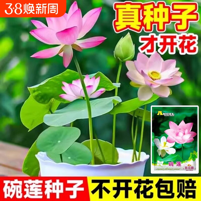 水培碗莲种籽子四季睡莲荷花水养植物室内缸养盆栽铜钱草草籽种孑