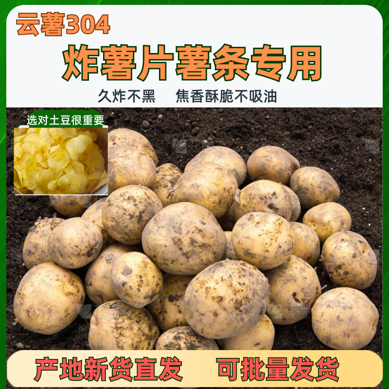 炸薯片专用土豆马铃薯洋芋正宗云薯304品种黄皮黄肉皮薄如纸新鲜