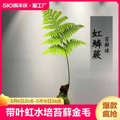 带叶虹鳞蕨类植物一叶红鳞蕨水培苔藓球金毛绿植室内盆景阳台