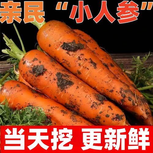 沙地新鲜蔬菜水果农家自种现挖带泥胡萝卜新鲜红萝卜脆甜营养健康