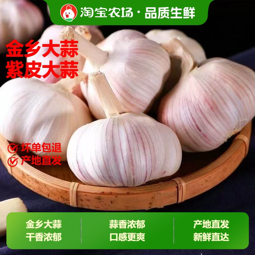 今年新干蒜头农家大蒜头新鲜干蒜种紫白皮当季蔬菜做腊八蒜自种