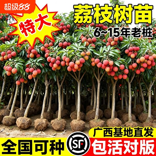 特大号荔枝树苗嫁接果树苗无核桂味庭院盆栽水果苗四季种植进奉