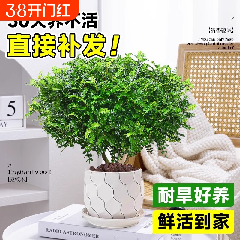 正宗清香胡椒木盆栽花卉室内外驱蚊草植物树苗老桩盆景九里香绿植