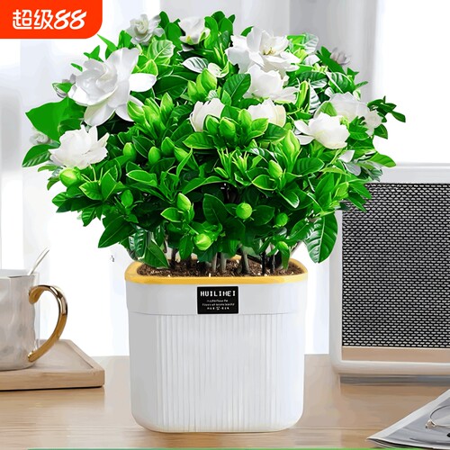 基地直销 新品特惠