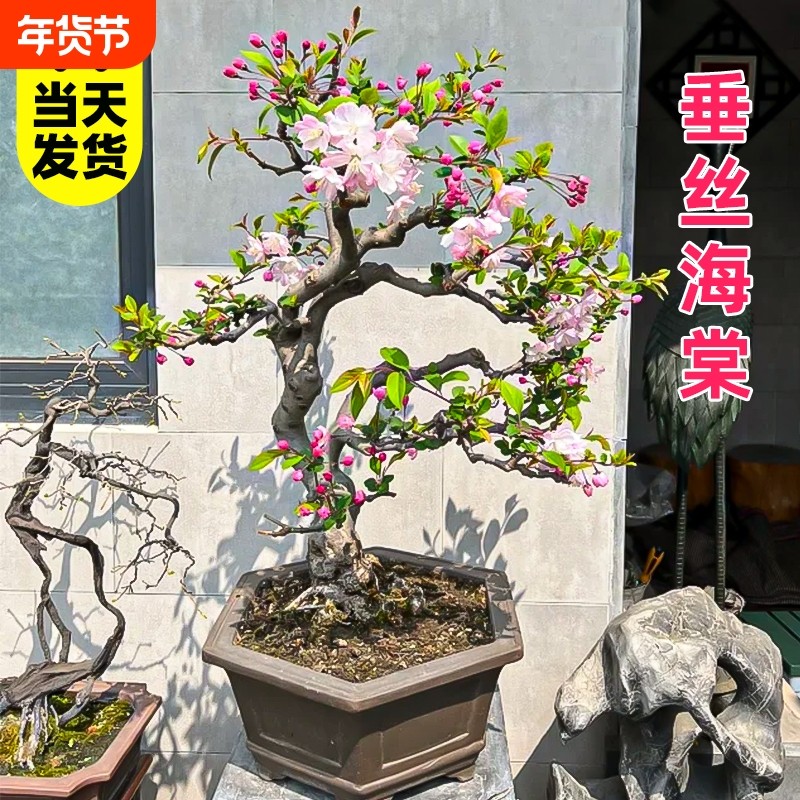 垂丝海棠花盆栽老桩带花苞四季开花盆景树苗室内鲜花卉绿植物好养