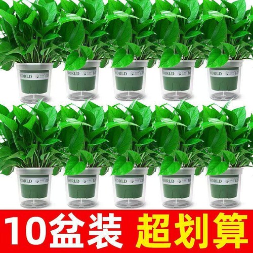绿萝盆栽室内新房家用客厅绿植水培长藤大叶植物花卉绿箩好养卧室