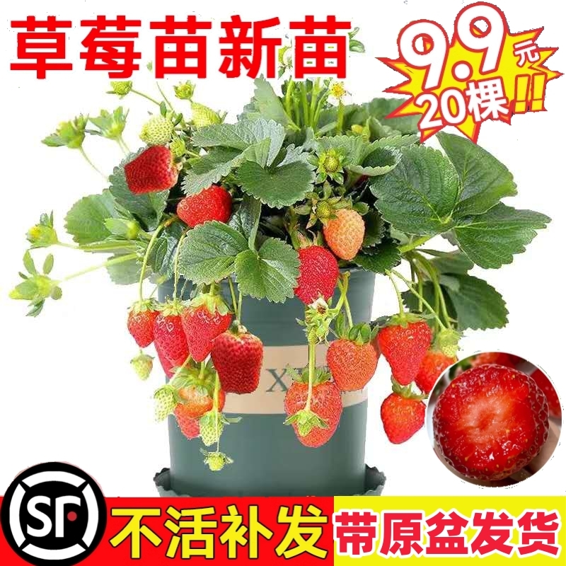 草莓苗室内盆栽结果|千人加购