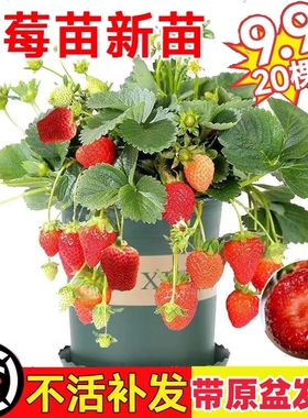 奶油草莓苗盆栽冬季带盆带土种籽子红颜四季结果阳台种植新秧果苗