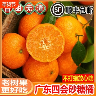 正宗广东肇庆四会砂糖桔当季新鲜水果沙糖橘小桔子甜现摘现发顺丰