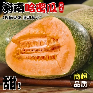 正宗海南哈密瓜爆甜新鲜现摘直发哈蜜瓜当季新鲜冰淇西州密瓜脆甜