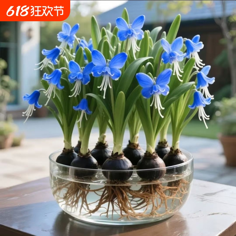 四季可种蝴蝶花花卉驱蚊水培室内绿植好养耐寒开花一般水生庭院