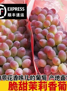 正宗茉莉香葡萄应季新鲜水果优选现货非黑提子顺丰包邮无籽玫瑰