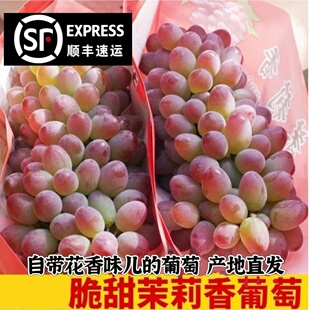 正宗茉莉香葡萄应季新鲜水果优选现货非黑提子顺丰包邮无籽玫瑰