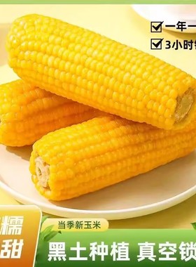 正宗东北糯玉米粘玉米粘苞米粘糯新鲜真空锁鲜黄糯玉米甜糯鲜香