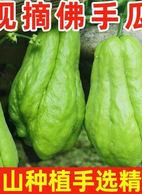 云南高山佛手瓜新鲜现摘农家现摘