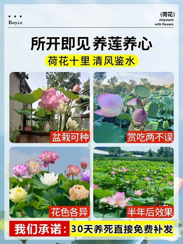 Посмотрите, как вода с лотосом, саженцы из равиоли лотоса, саженцы, вода лотоса, водяные лилии, семена семян цветов гидропонный пруд двор растения