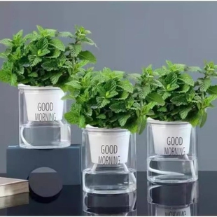 薄荷盆栽可食用水培或土植物绿植盆室内种植桌面阳台花卉不带盆
