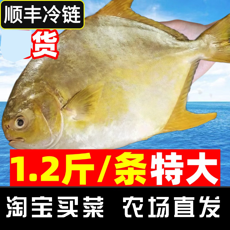 金鲳鱼特大鲳鱼鲜活新鲜冷冻海鱼湛江大金昌鱼平鱼银鱼鲳鳊鱼顺丰