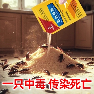 第强效端一名虫卵双杀灭除杀蟑胶饵专用 蟑螂药家用非无毒全窝正品