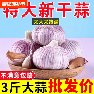 【大甩卖】山东紫皮大蒜头整箱新干蒜新鲜大蒜头特大果火锅料理