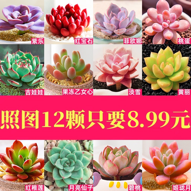 多肉植物室内带小盆栽大颗好养组合稀有品种绿植幼儿园送老师礼物